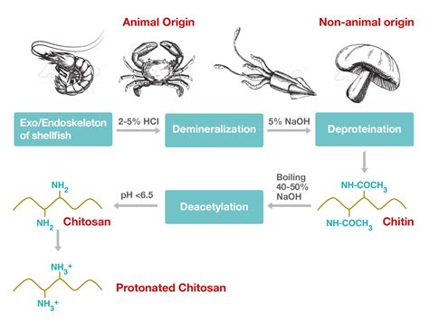 Chitosan .